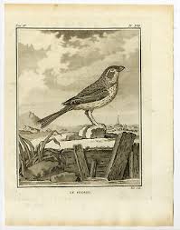 Image result for Emberiza calandra