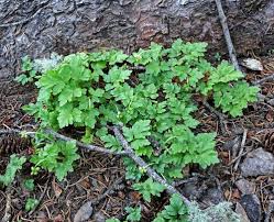Attēlu rezultāti vaicājumam “Adoxa moschatellina leaf”