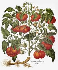 Attēlu rezultāti vaicājumam “Lycopersicon esculentum”