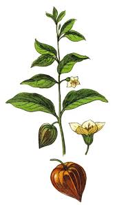 Attēlu rezultāti vaicājumam “Physalis alkekengi”