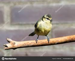 Attēlu rezultāti vaicājumam “Cyanistes caeruleus juvenile”