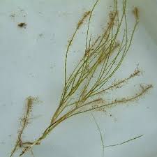 Attēlu rezultāti vaicājumam “Stuckenia filiformis leaf”