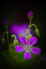 Attēlu rezultāti vaicājumam “Geranium sylvaticum bud”