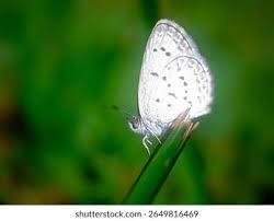 Attēlu rezultāti vaicājumam “Maculinea teleius underside”