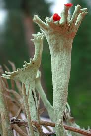 Attēlu rezultāti vaicājumam “Cladonia deformis”