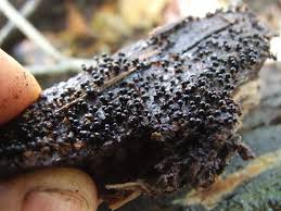 Attēlu rezultāti vaicājumam “Metatrichia floriformis”