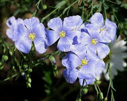 Image result for Linum usitatissimum