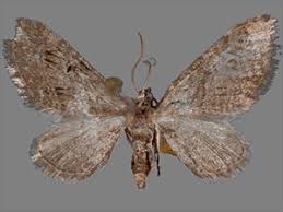 Attēlu rezultāti vaicājumam “Eupithecia pusillata”