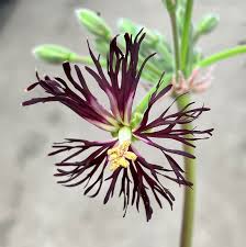 Attēlu rezultāti vaicājumam “Telekia speciosa bud”