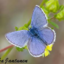 Attēlu rezultāti vaicājumam “Plebejus idas underside”