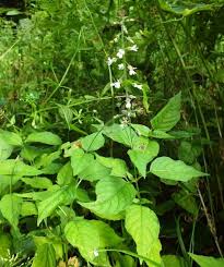 Attēlu rezultāti vaicājumam “Circaea lutetiana bud”