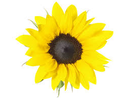 Image result for Sonnenblume