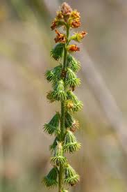 Attēlu rezultāti vaicājumam “Agrimonia eupatoria fruit”