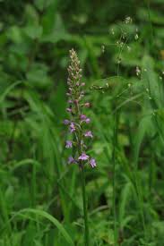 Attēlu rezultāti vaicājumam “Gymnadenia conopsea fruit”