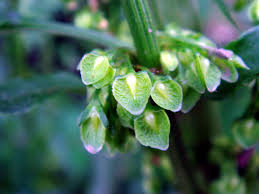 Attēlu rezultāti vaicājumam “Rumex crispus fruit”