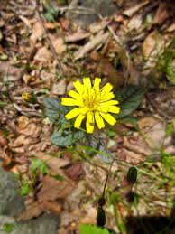Attēlu rezultāti vaicājumam “Hieracium”