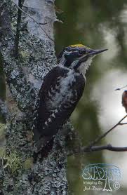 Attēlu rezultāti vaicājumam “Picoides tridactylus adult”