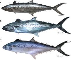 Image result for Polysteganus undulosus