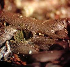 Attēlu rezultāti vaicājumam “Enteridium liceoides”