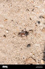 Attēlu rezultāti vaicājumam “Hoplia parvula imago”