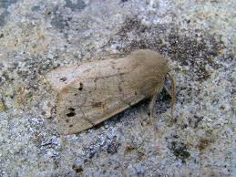 Attēlu rezultāti vaicājumam “Orthosia munda”