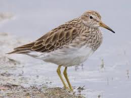 Image result for Calidris melanotos