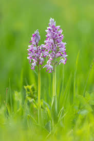 Attēlu rezultāti vaicājumam “Orchis militaris flower”