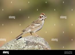 Image result for Chondestes grammacus