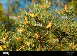 Attēlu rezultāti vaicājumam “Pinus sylvestris female flower”