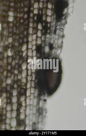 Attēlu rezultāti vaicājumam “Xylographa paralella”