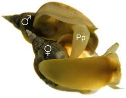 Attēlu rezultāti vaicājumam “Lymnaea stagnalis”