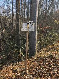 Attēlu rezultāti vaicājumam “Badhamia bethelii macro”