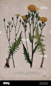 Attēlu rezultāti vaicājumam “Crepis paludosa fruit”