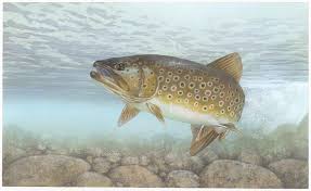 Image result for Salmo trutta