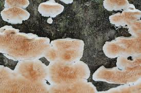 Attēlu rezultāti vaicājumam “Steccherinum ochraceum”