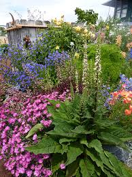 Image result for Verbascum nigrum