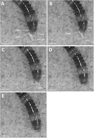 Attēlu rezultāti vaicājumam “Sepedophilus sp.”