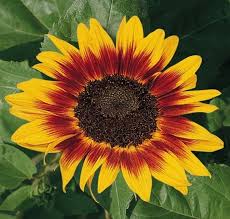 Image result for Sonnenblume