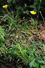 Attēlu rezultāti vaicājumam “Ranunculus polyanthemos”