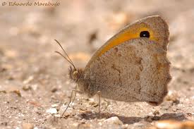 Attēlu rezultāti vaicājumam “Hyponephele lycaon”