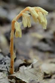 Attēlu rezultāti vaicājumam “Monotropa hypopitys bud”