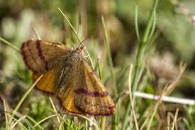 Attēlu rezultāti vaicājumam “Lythria cruentaria”