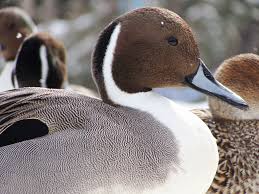 Image result for Anas acuta