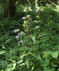 Attēlu rezultāti vaicājumam “Campanula trachelium flower”