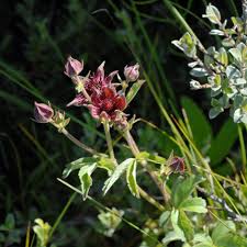 Attēlu rezultāti vaicājumam “Comarum palustre leaf”