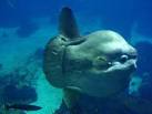 Moon fish