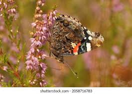 Attēlu rezultāti vaicājumam “Vanessa atalanta underside”