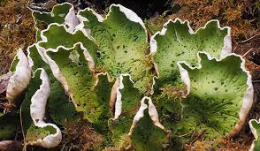 Attēlu rezultāti vaicājumam “Peltigera aphthosa”