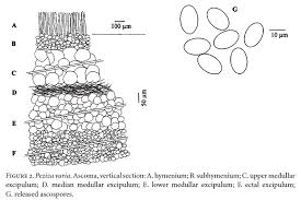 Attēlu rezultāti vaicājumam “Peziza varia”