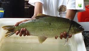 Image result for Moxostoma hubbsi